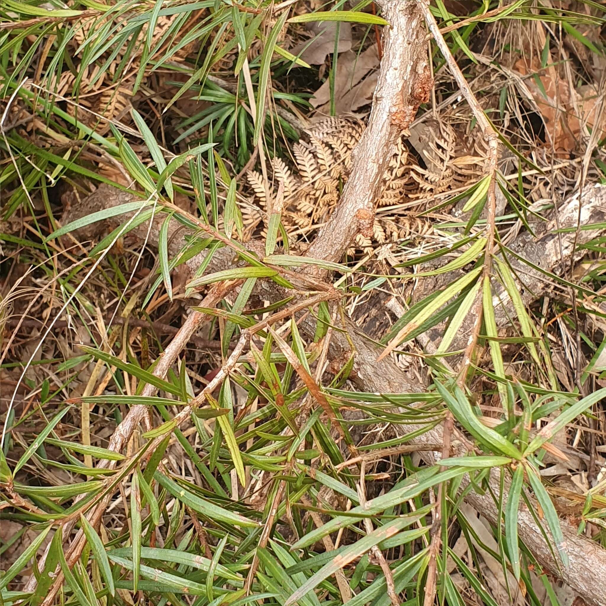 Image of Podocarpus spinulosus (Sm.) R. Br. ex Mirb.