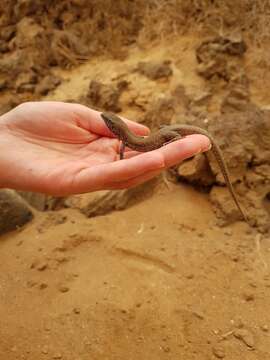 Image of Atlantic Lizard