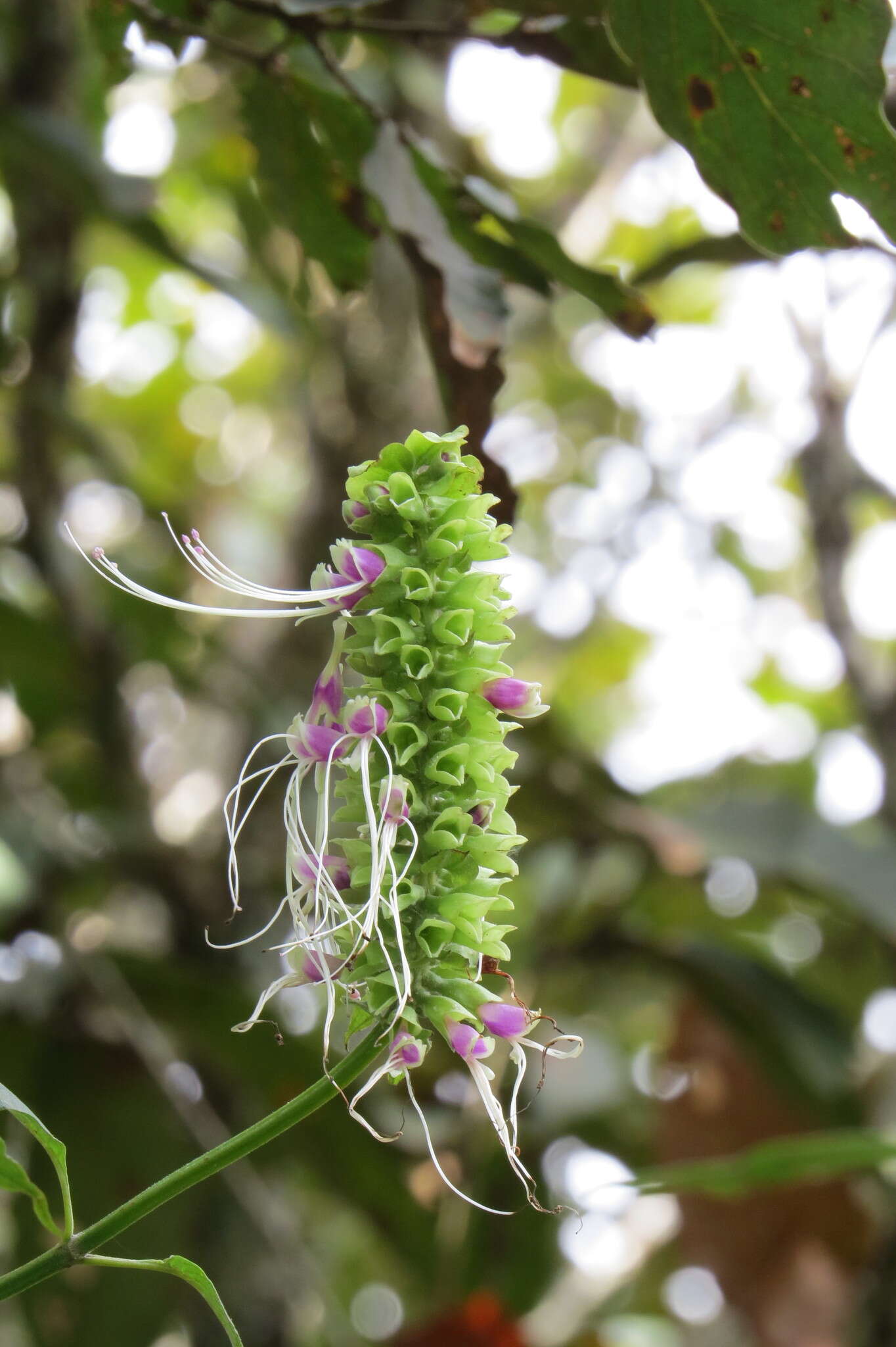 Image of Catoferia chiapensis A. Gray ex Benth.