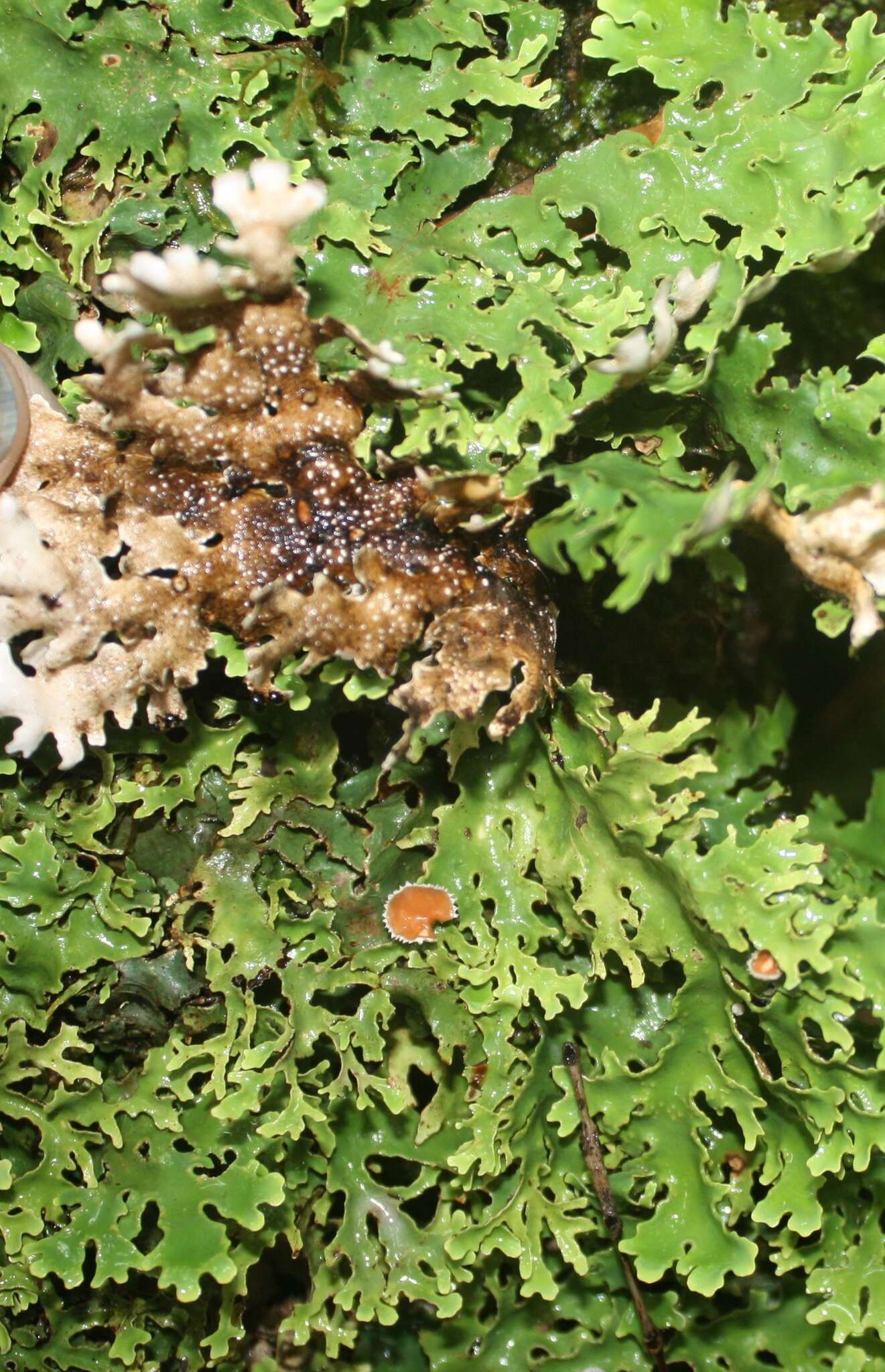 Image of Pseudocyphellaria homeophylla (Nyl.) Dodge