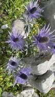 Imagem de Eryngium alpinum L.