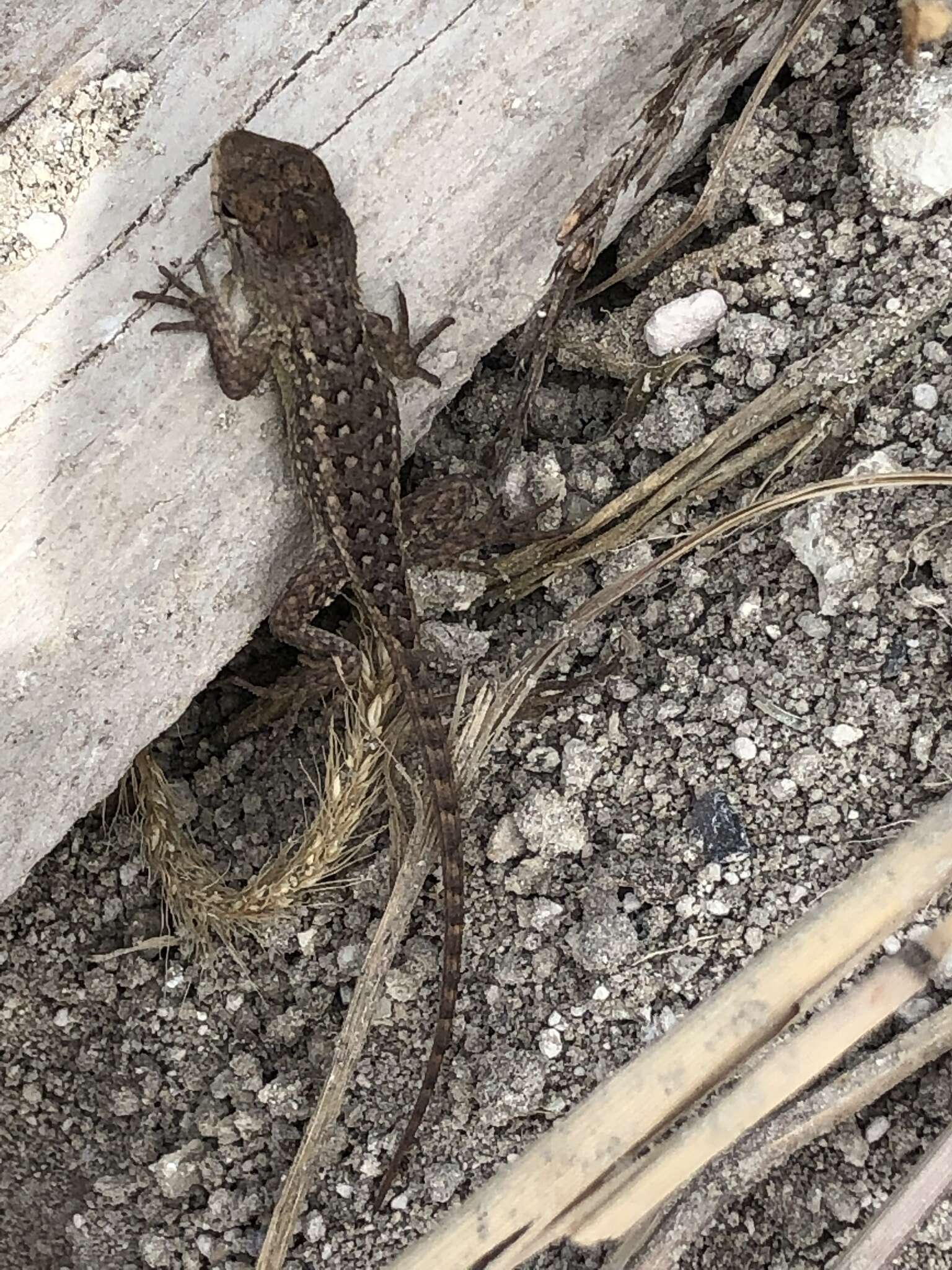 Image of Sceloporus horridus oligoporus Cope 1864