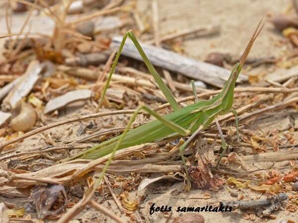 Acrida turrita (Linnaeus 1758)的圖片