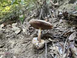 Image of Volvariella caesiotincta P. D. Orton 1974