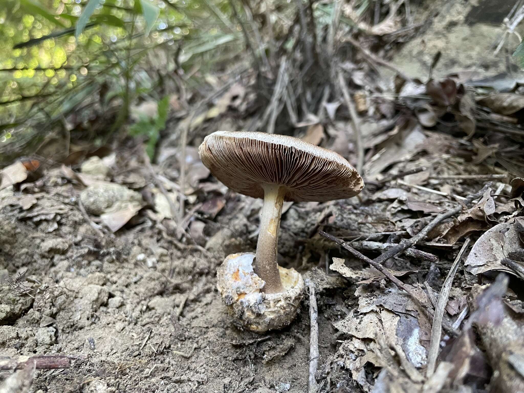 Image of Volvariella caesiotincta P. D. Orton 1974