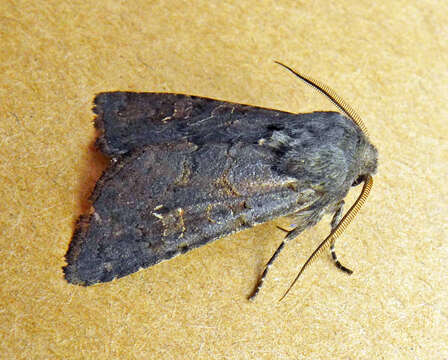 Image of Deep-brown Dart