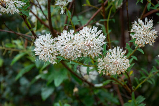 صورة Pimelea sylvestris R. Br.