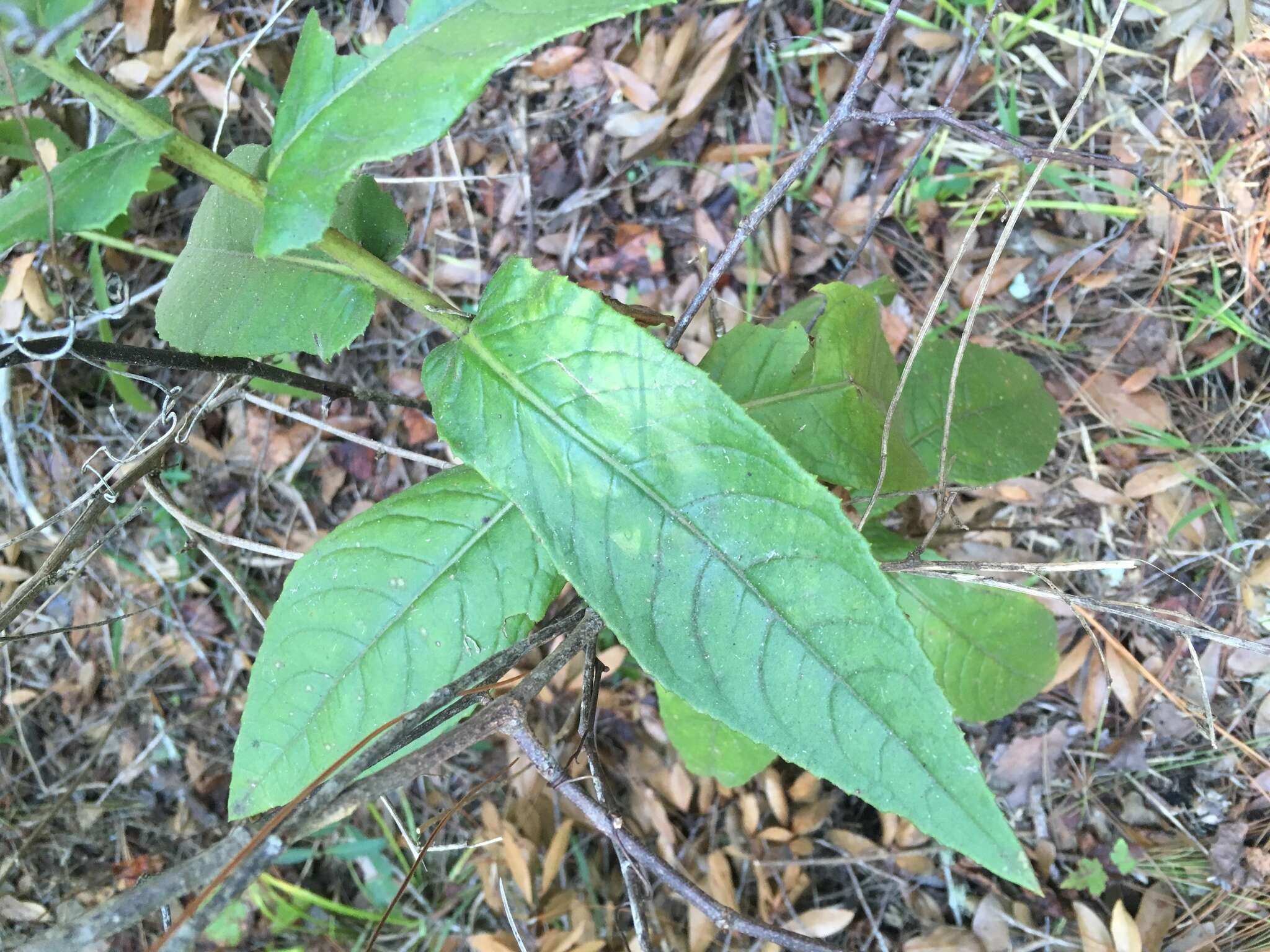 Pluchea longifolia Nash resmi