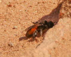 Image of Andrena prima Casad 1896