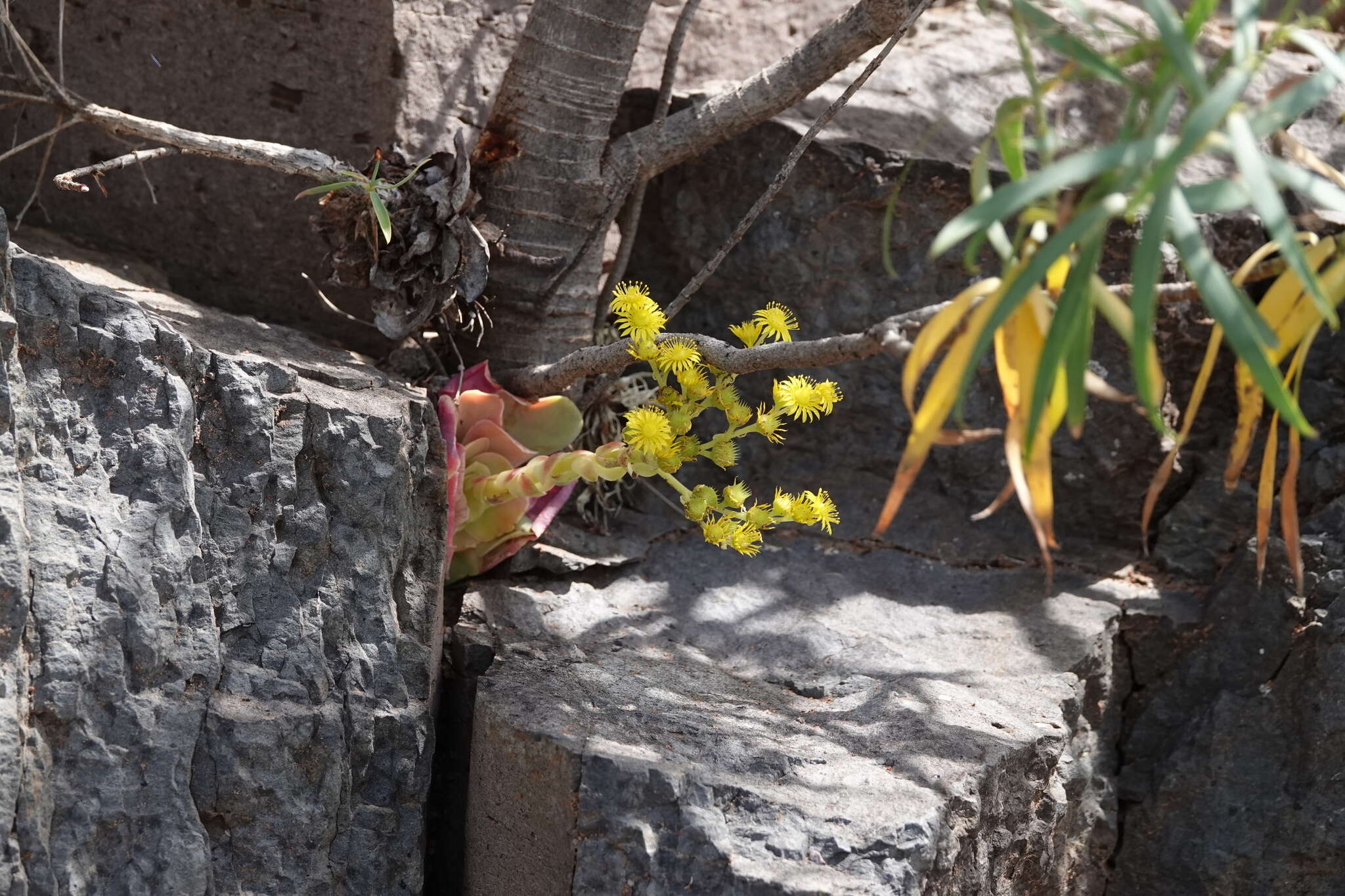 Image of Aeonium diplocyclum (Webb ex Bolle) T. H. M. Mes