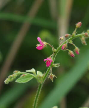 Imagem de Pseudarthria viscida (L.) Wight & Arn.