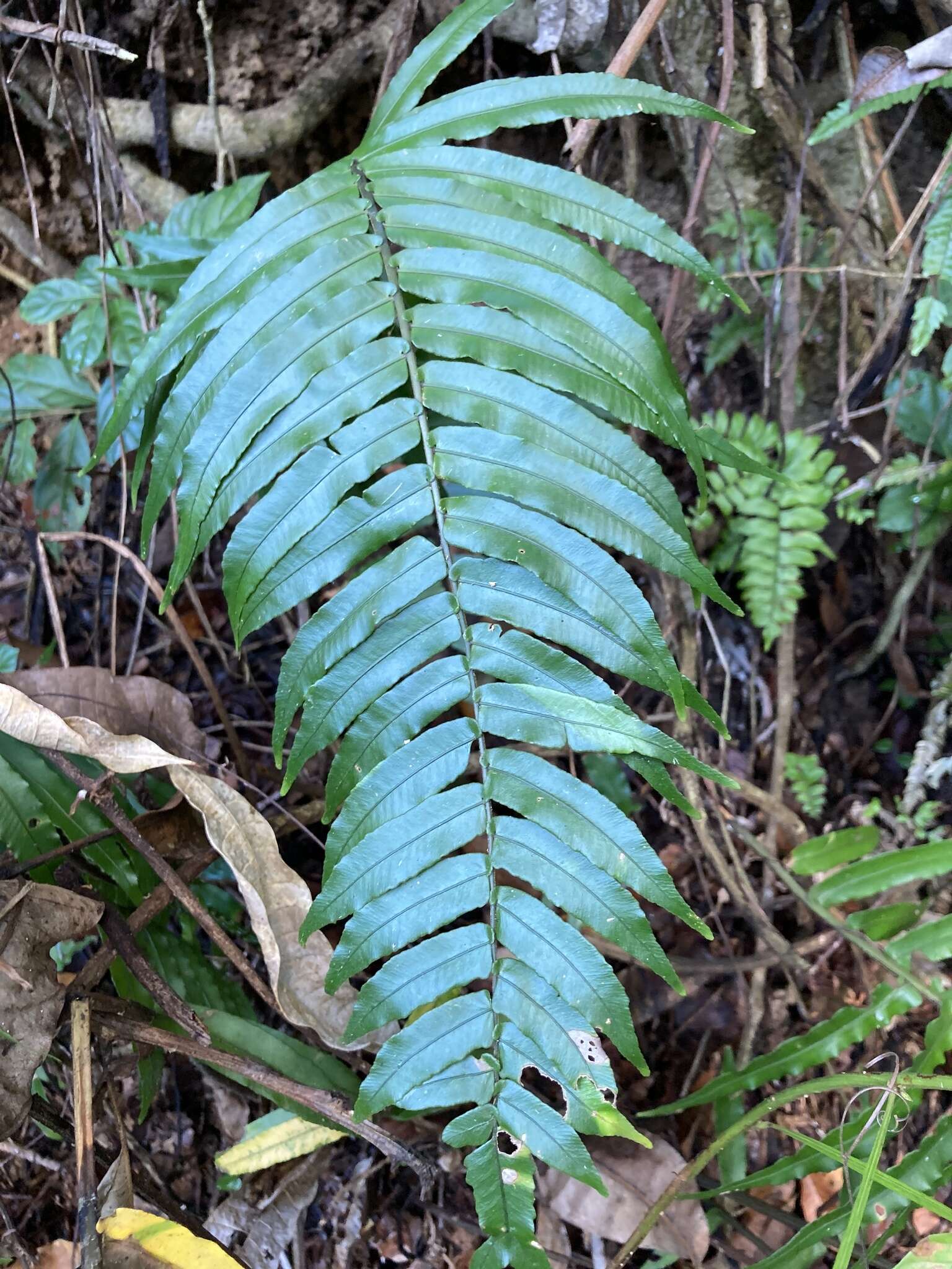 Image of Limestone Fern