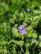 Слика од Erodium crinitum Carolin