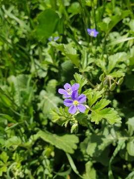 Image of Blue crawfoot