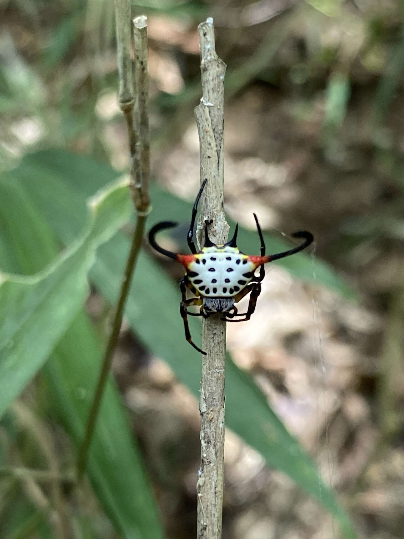 Image of Gasteracantha sanguinea Dahl 1914