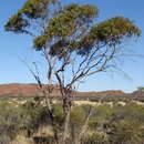 Eucalyptus mannensis subsp. mannensis的圖片