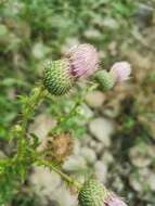 Image de Cirsium mexicanum DC.