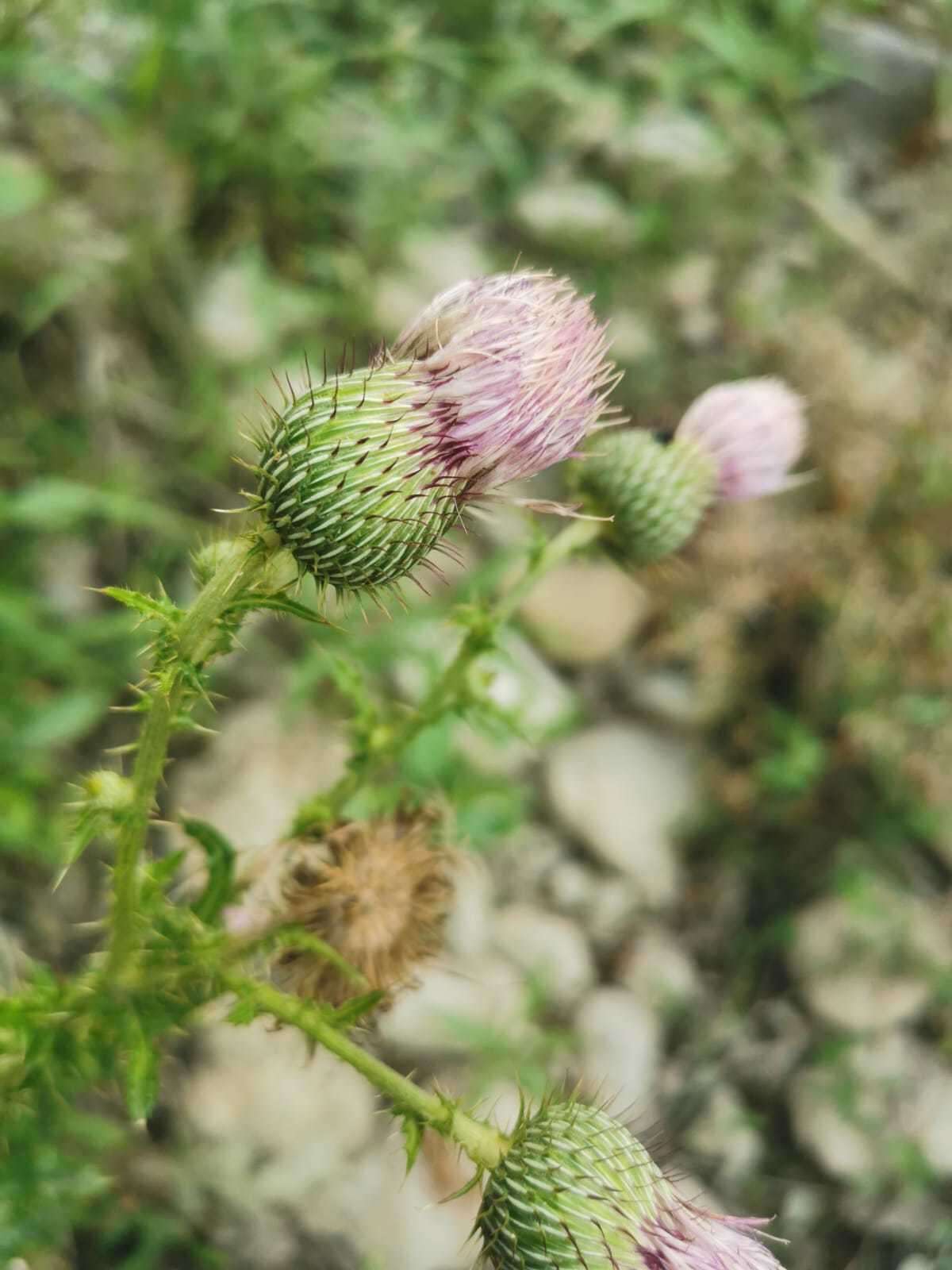 Plancia ëd Cirsium mexicanum DC.