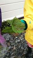 Image of Garden strawberry