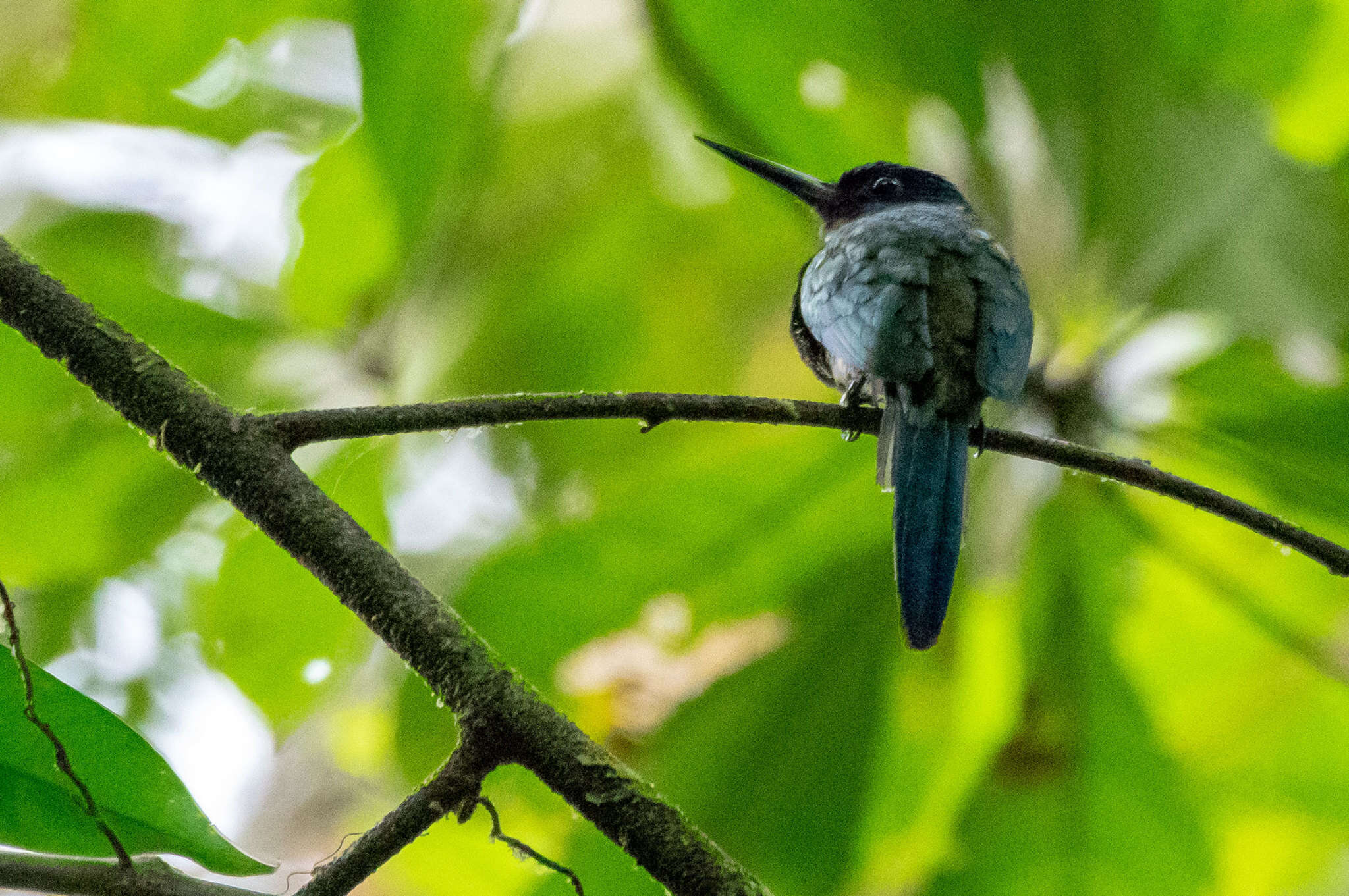 Image of Purplish Jacamar