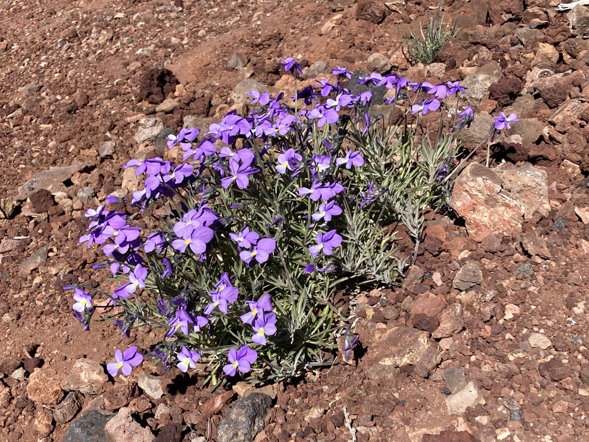 Viola palmensis Webb & Berth. resmi