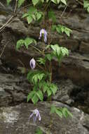 Слика од Clematis alpina (L.) Miller