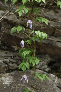 Image of alpine clematis