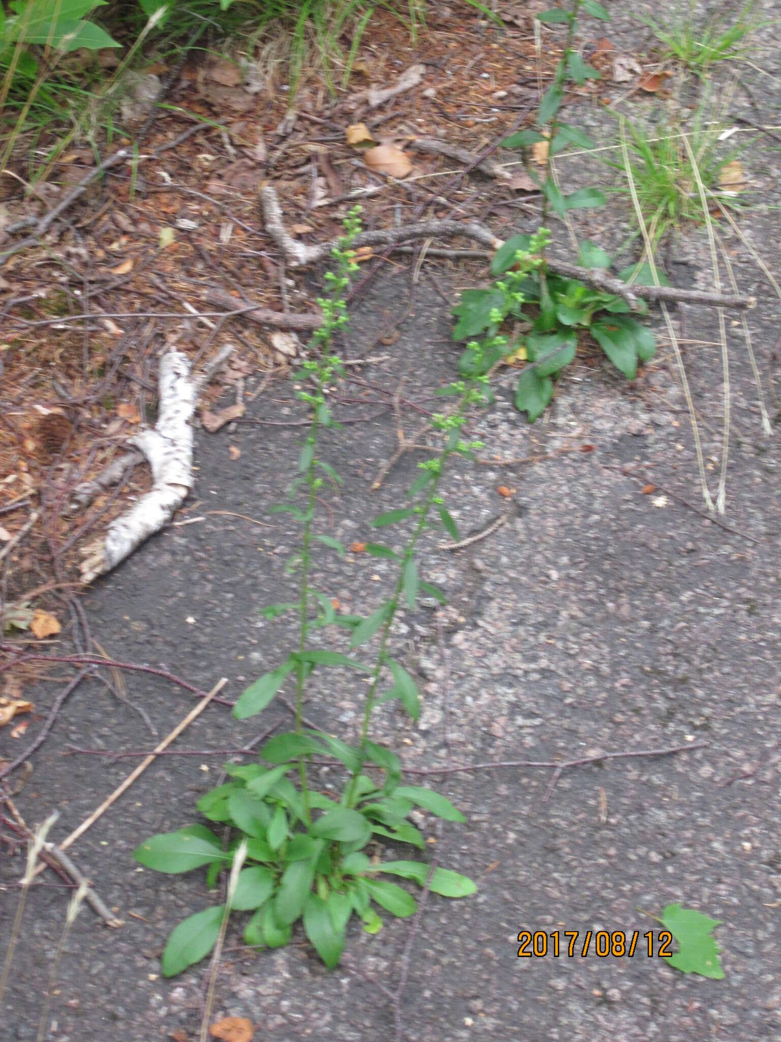 Image of white goldenrod