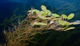 Image of Various-leaved Pondweed