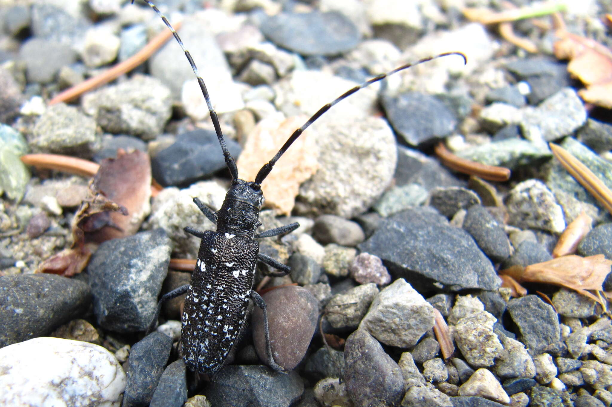 Image of Monochamus scutellatus oregonensis Le Conte 1873