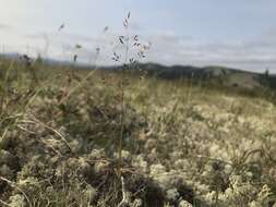 Image of northern bentgrass