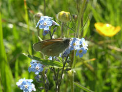 Coenonympha tullia chatiparae Sheljuzhko 1937的圖片