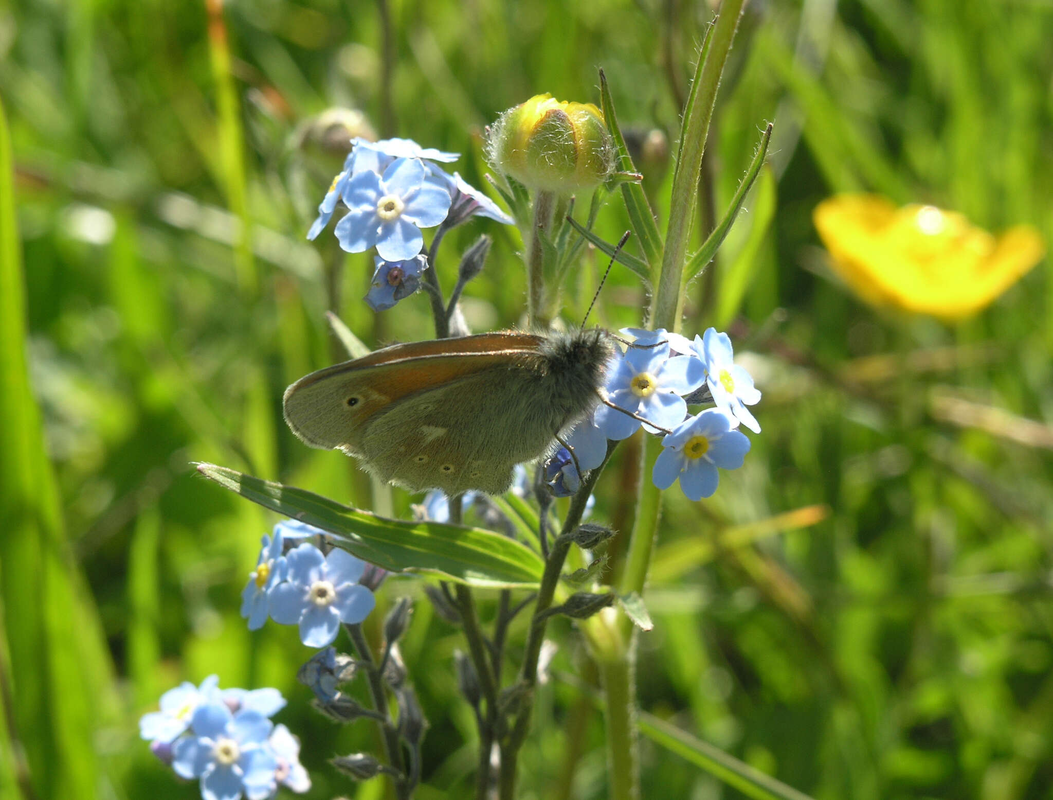 Coenonympha tullia chatiparae Sheljuzhko 1937的圖片