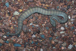 Image of Papuan Death Adder