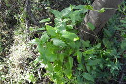 Image of Muehlenbeckia sagittifolia (Ortega) Meisn.