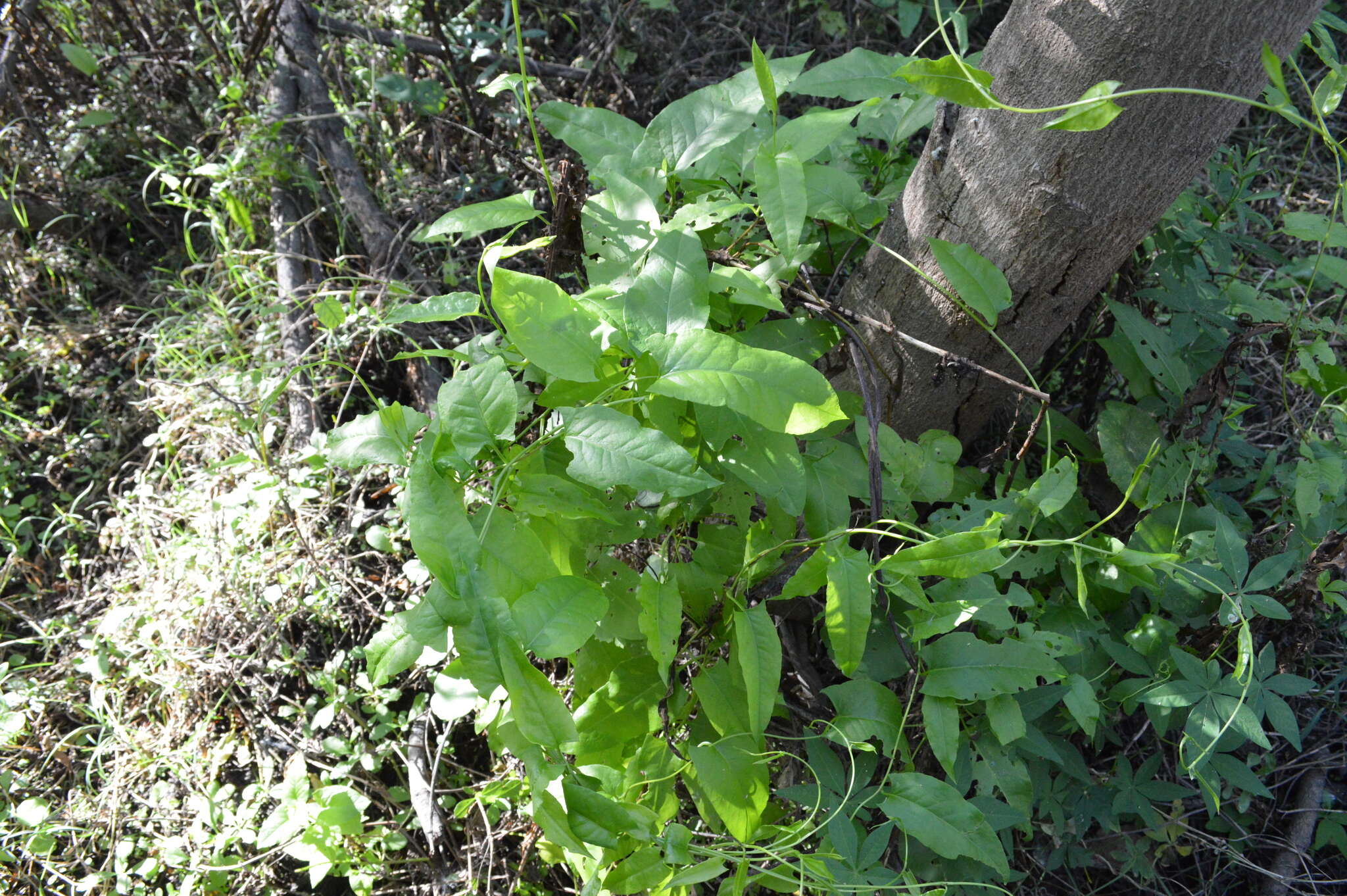 Sivun Muehlenbeckia sagittifolia (Ortega) Meisn. kuva