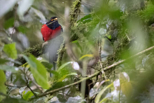 Image of Bar-tailed Trogon