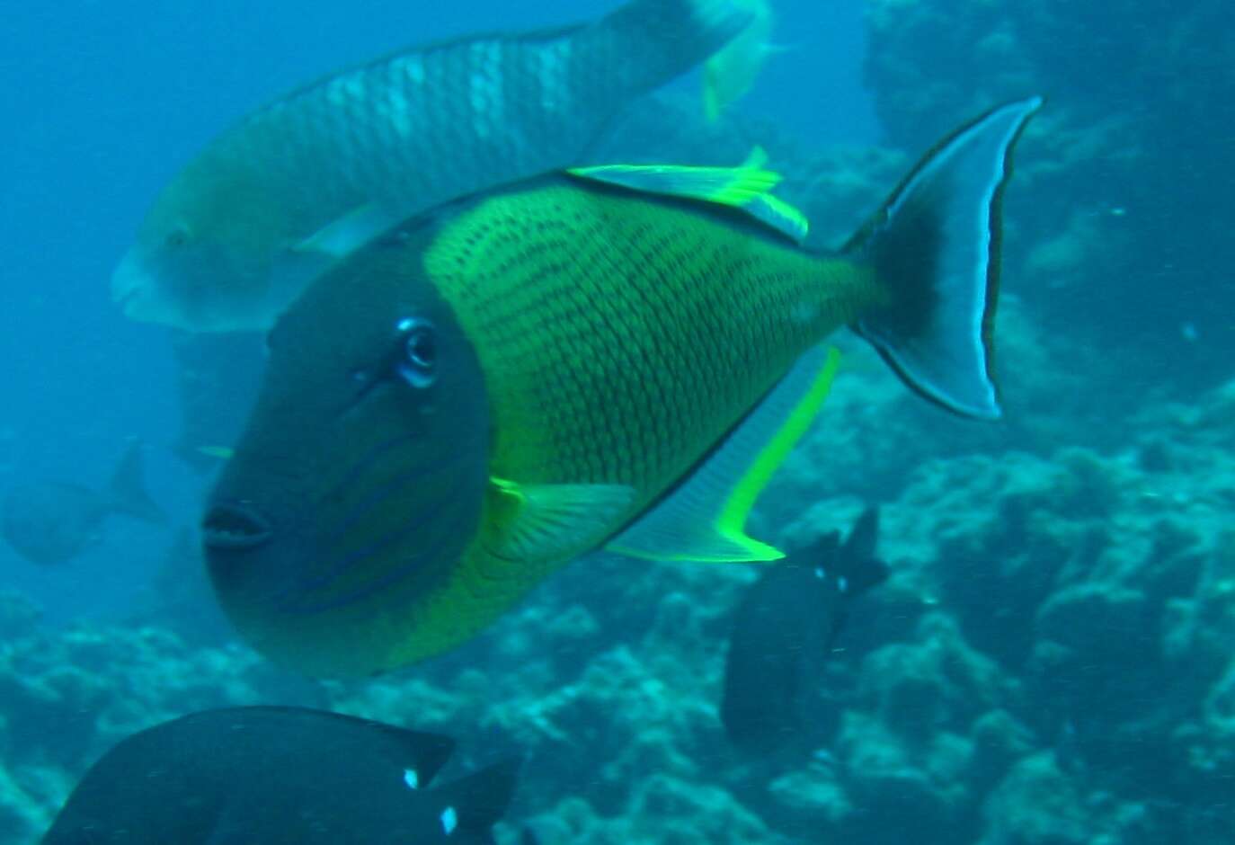 Image of Blue-throat Trigger