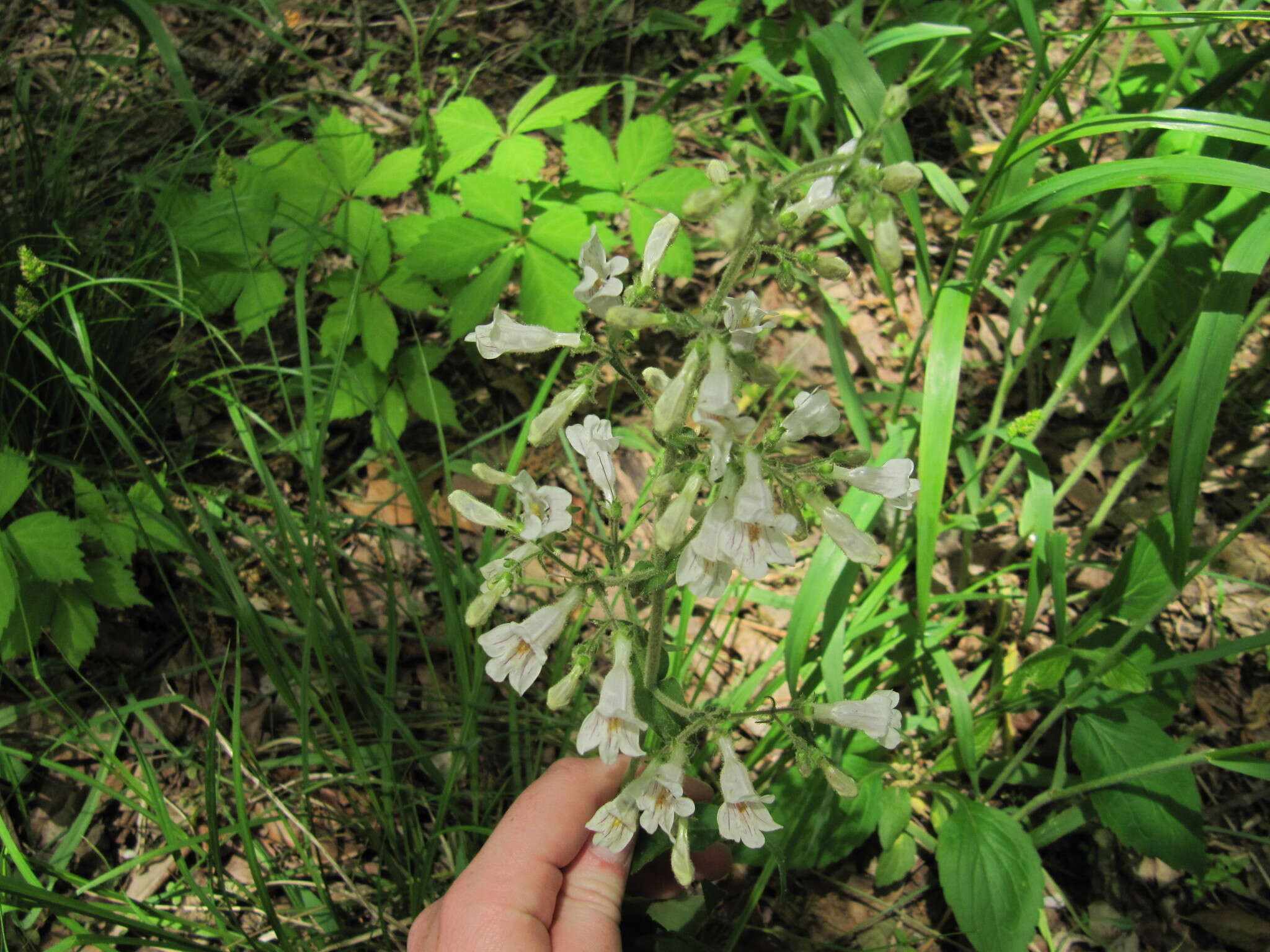 Image of pale beardtongue