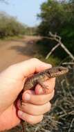 Cordylus jonesii (Boulenger 1891) resmi