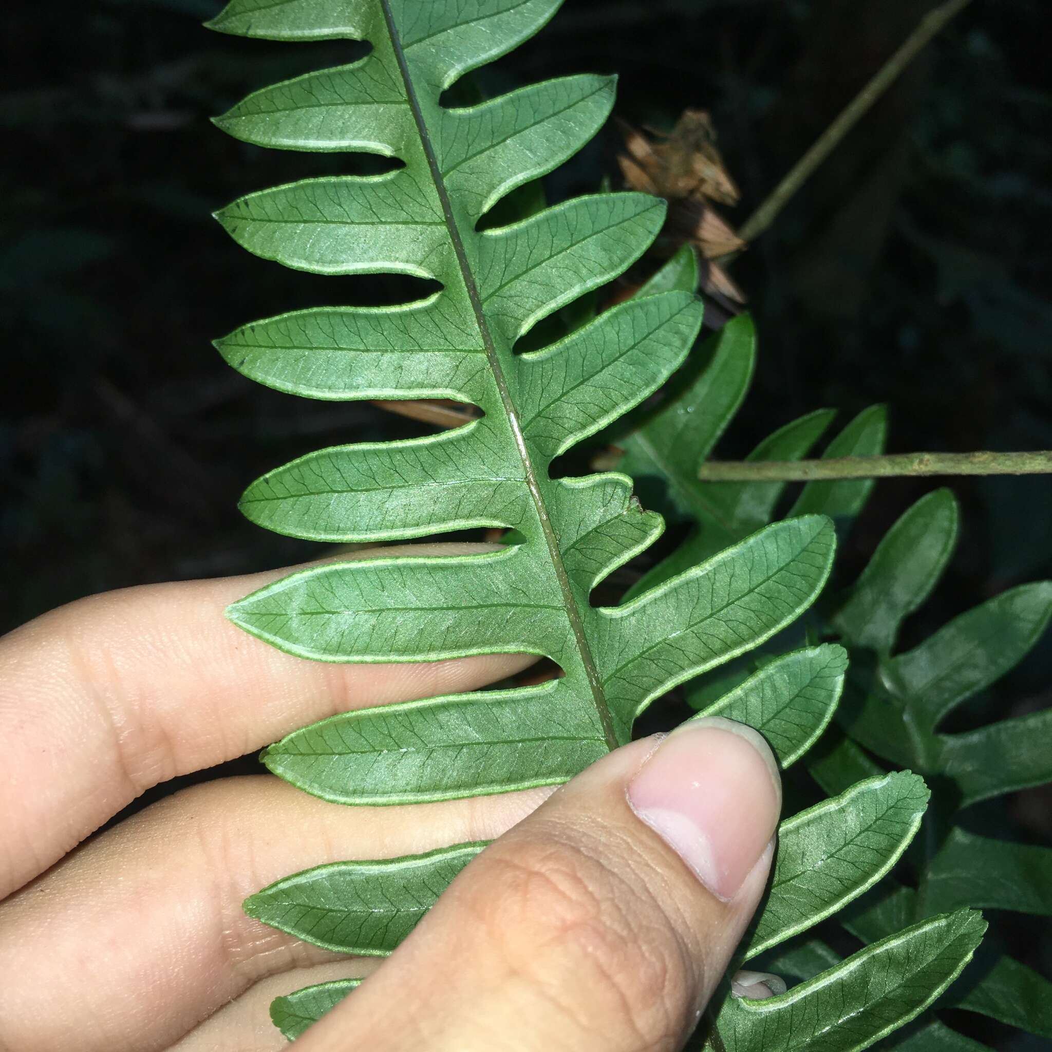 Слика од Pteris amoena Bl.