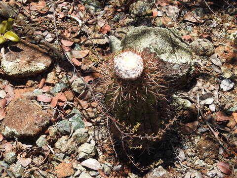 Image of Melocactus curvispinus subsp. koolwijkianus (Suringar) G. Thomson