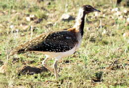 Image of Ludwig's Bustard