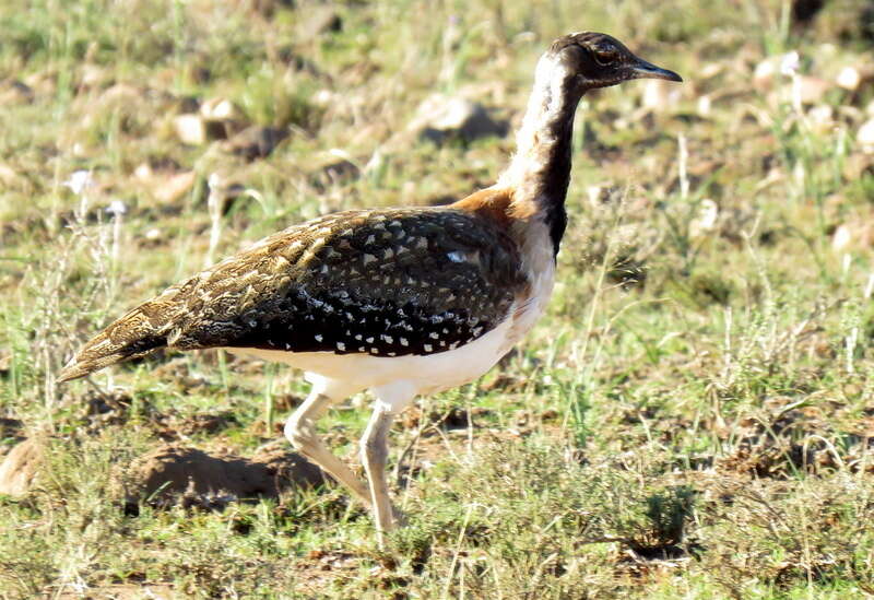 Image of Ludwig's Bustard