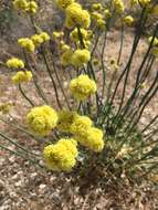 Image of Weston's buckwheat