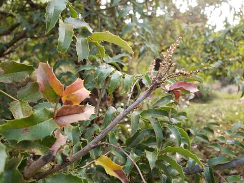 Image of Berberis moranensis Schult. & Schult. fil.