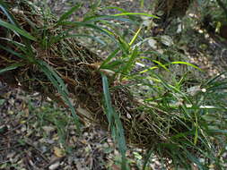 Image of Angraecum pusillum Lindl.