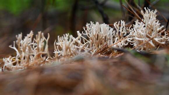 Image of Ramaria gracilis (Pers.) Quél. 1888