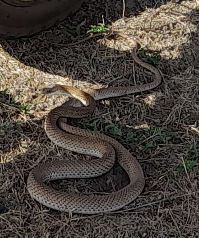 Image of Coluber mentovarius suborbitalis (Peters 1869)