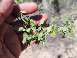 Plancia ëd Diphysa occidentalis Rose